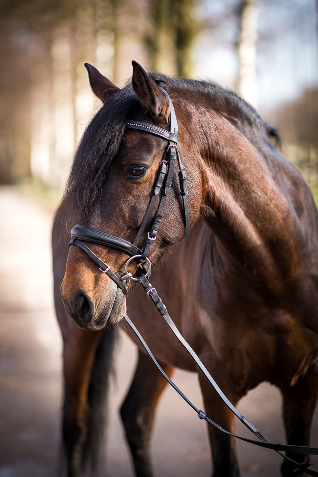 Schulpferd Smokey im Portrait