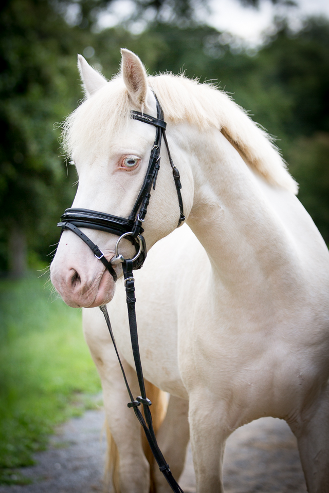 Schulpferd Henry im Portrait