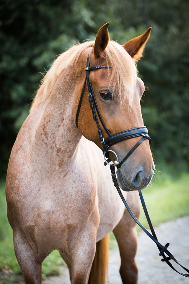 Schulpferd Maja im Portrait