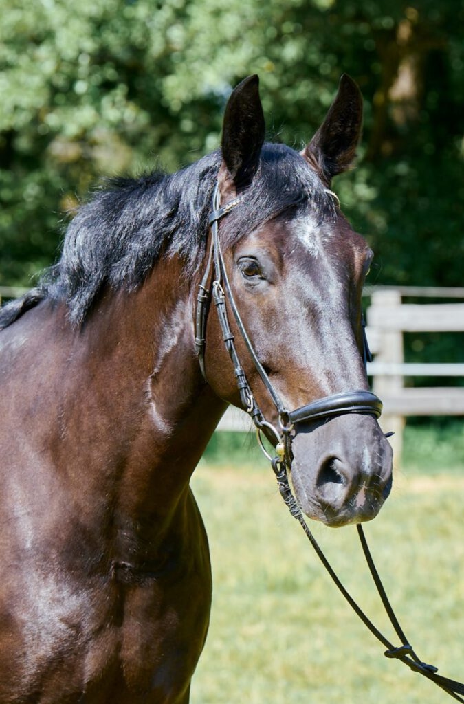 Schulpferd Gangstar im Portrait