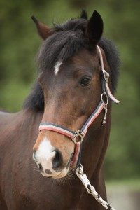 Schulpferd Lady Kit im Portrait